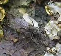 Melanderia mandibulata - Melanderia mandibulata