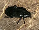 Melandrya striata
