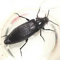 Melandrya striata - photo 3