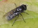 Melangyna arctica