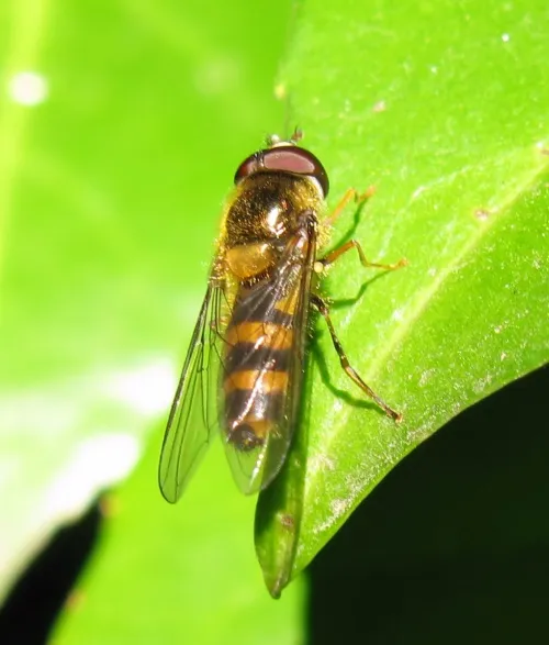 Melangyna cincta - photo 2