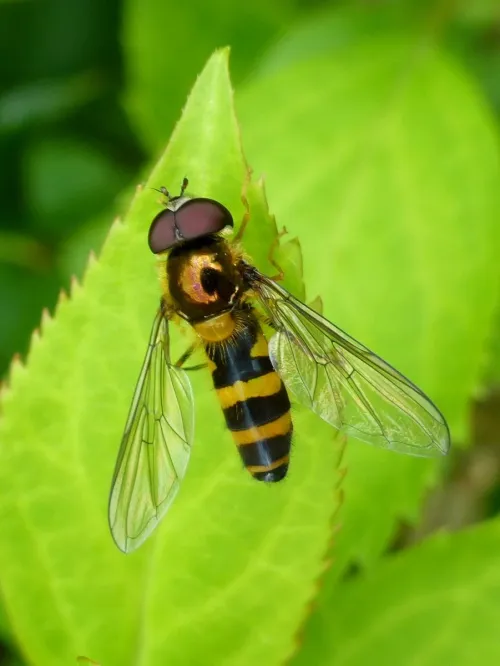 Melangyna cincta - photo 3