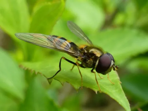 Melangyna cincta - photo 4