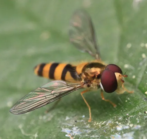 Melangyna cincta - photo 5