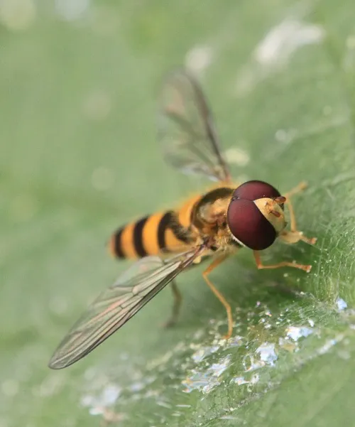 Melangyna cincta - photo 6