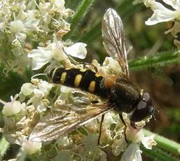 Melangyna labiatarum