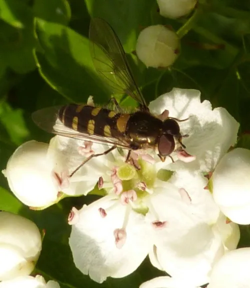 Melangyna labiatarum - photo 2