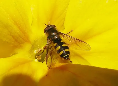 Melangyna lasiophthalma