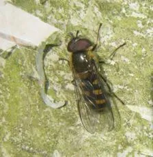 Melangyna lasiophthalma - photo 2