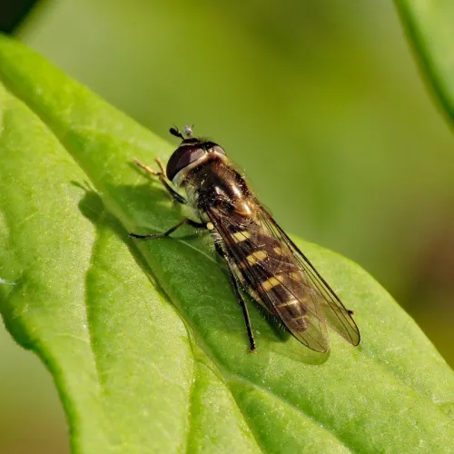 Melangyna lasiophthalma - photo 3