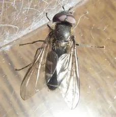 Melangyna quadrimaculata