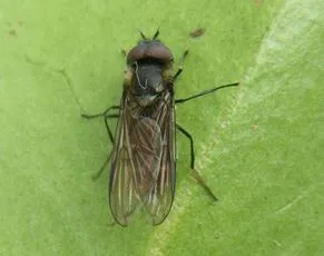 Melangyna quadrimaculata - photo 2