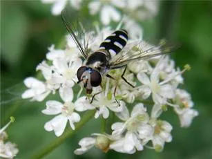 Melangyna umbellatarum - photo 2