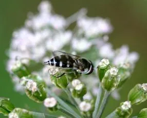 Melangyna umbellatarum - photo 6