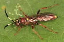 Melanichneumon disparilis - photo 2
