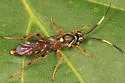 Melanichneumon disparilis - photo 3