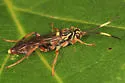 Melanichneumon disparilis - photo 4