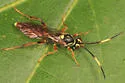 Melanichneumon disparilis - photo 5