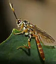 Melanichneumon honestus