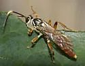 Melanichneumon honestus - photo 2