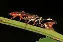 Melanichneumon honestus - photo 3