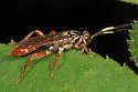 Melanichneumon honestus - photo 4
