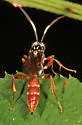 Melanichneumon honestus - photo 5