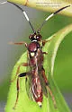 Melanichneumon indecoroatus - photo 2