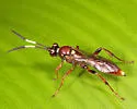 Melanichneumon indecoroatus - photo 4