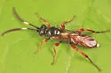 Melanichneumon leviculops