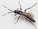 Melanichneumon pluto - photo 2