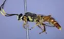 Melanichneumon townesi