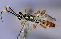 Melanichneumon townesi - photo 2