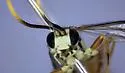Melanichneumon townesi - photo 3