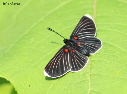 White-tipped Metalmark - photo 4