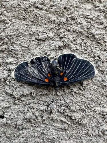 White-tipped Metalmark - photo 5