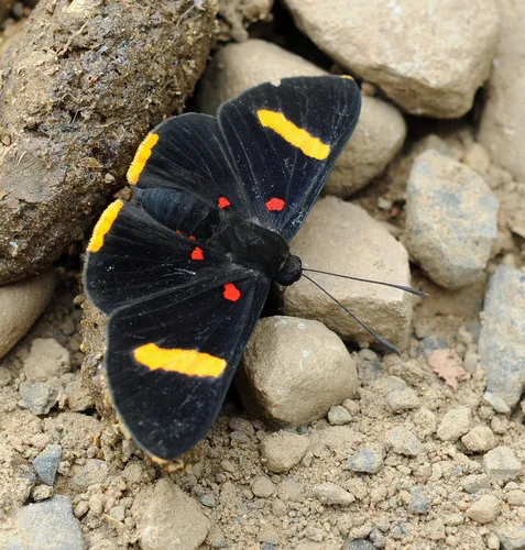 Orange-barred Pixie - photo 4