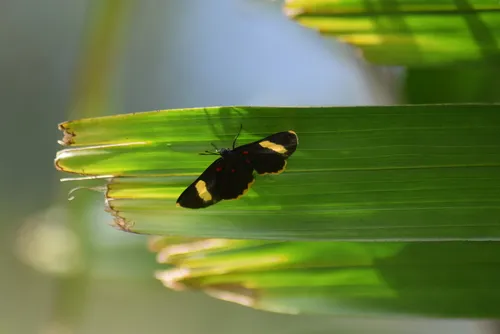 Orange-barred Pixie - photo 5