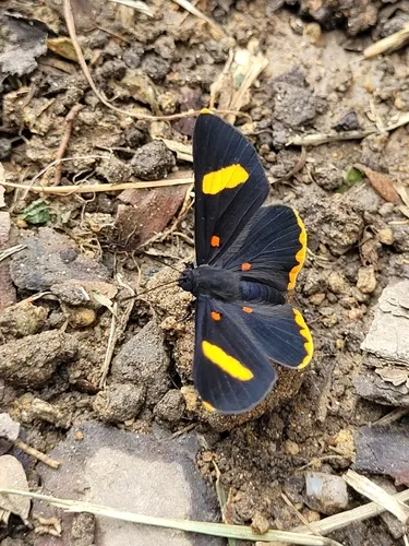 Orange-barred Pixie - photo 6