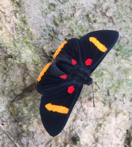Orange-barred Pixie - photo 7