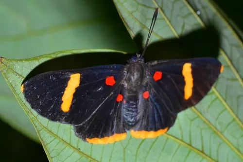 Orange-barred Pixie - photo 8