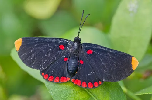 Red-bordered Pixie - photo 4