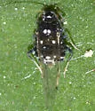 Black Pecan Aphid