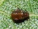 Black Pecan Aphid - photo 2