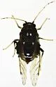 Black Pecan Aphid - photo 4