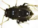 Black Pecan Aphid - photo 5
