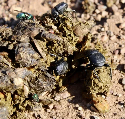 Melanocanthon granulifer