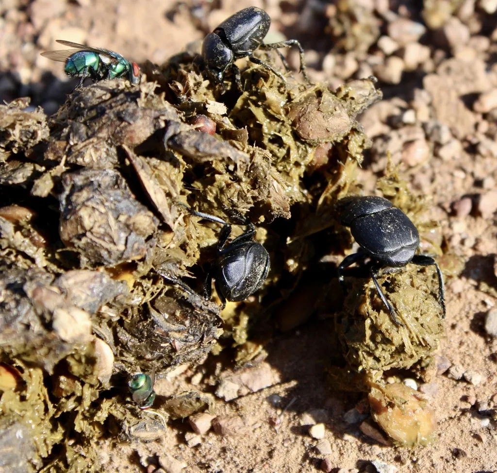 Melanocanthon granulifer - photo 2