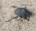 Melanocanthon nigricornis - photo 2