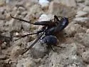 Melanocanthon nigricornis - photo 4